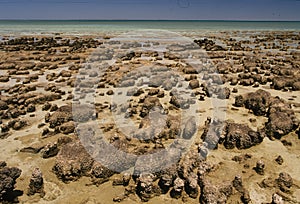 Stromatolite